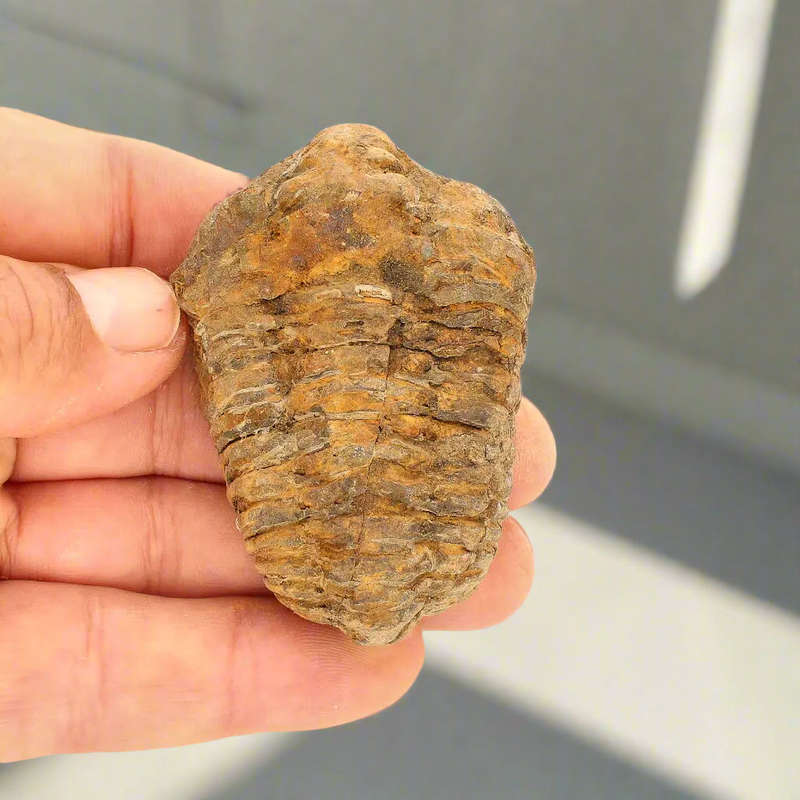 Prehistoric Wonders: Fossil Gift Box of Ancient Treasures