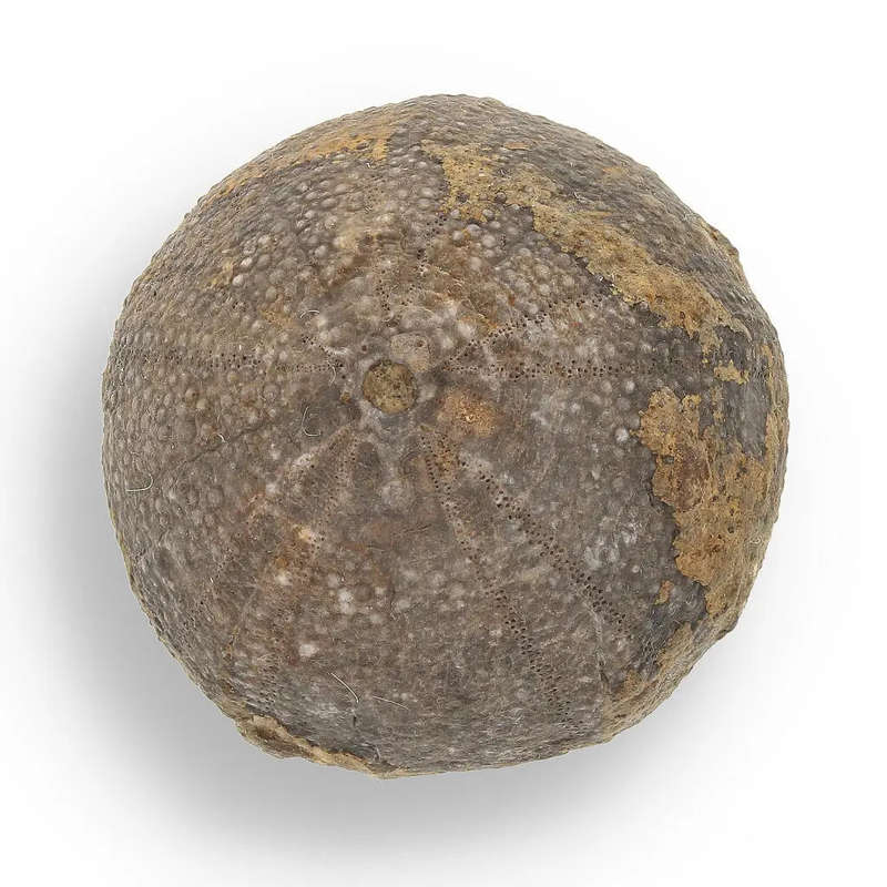 Prehistoric Wonders: Fossil Gift Box of Ancient Treasures