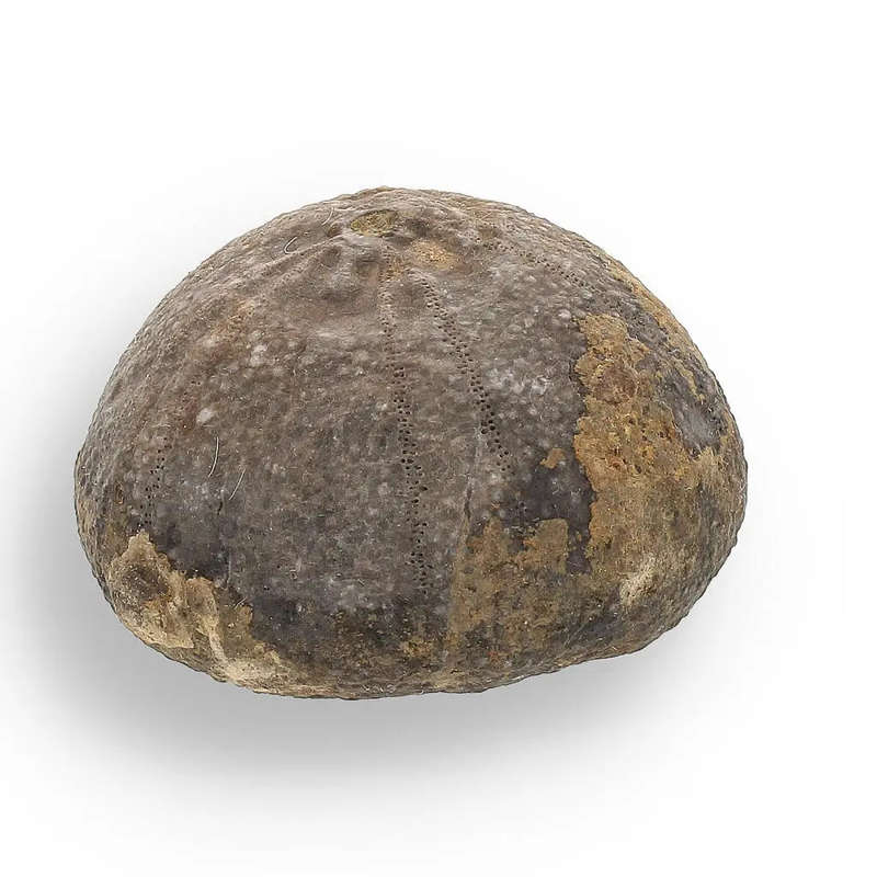 Prehistoric Wonders: Fossil Gift Box of Ancient Treasures