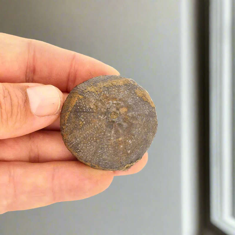 Prehistoric Wonders: Fossil Gift Box of Ancient Treasures