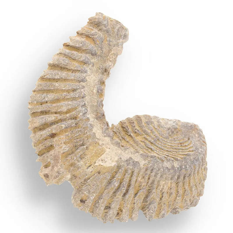 Prehistoric Wonders: Fossil Gift Box of Ancient Treasures