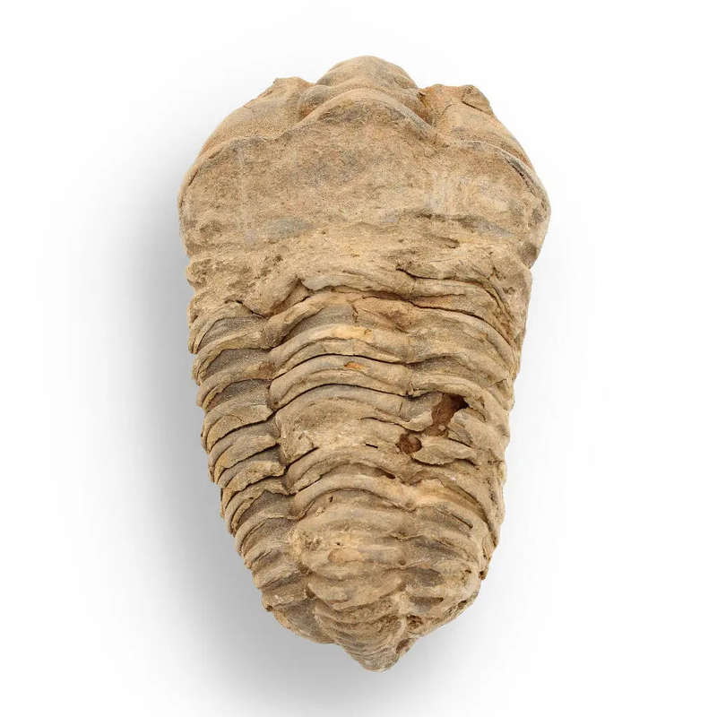 Calymene Trilobite Fossil  A Glimpse into Earth's Past