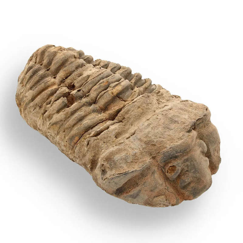 Calymene Trilobite Fossil  A Glimpse into Earth's Past