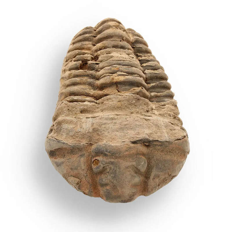 Calymene Trilobite Fossil  A Glimpse into Earth's Past