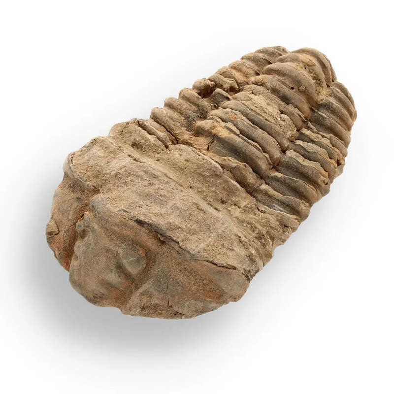 Calymene Trilobite Fossil  A Glimpse into Earth's Past