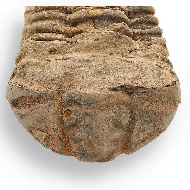 Calymene Trilobite Fossil  A Glimpse into Earth's Past