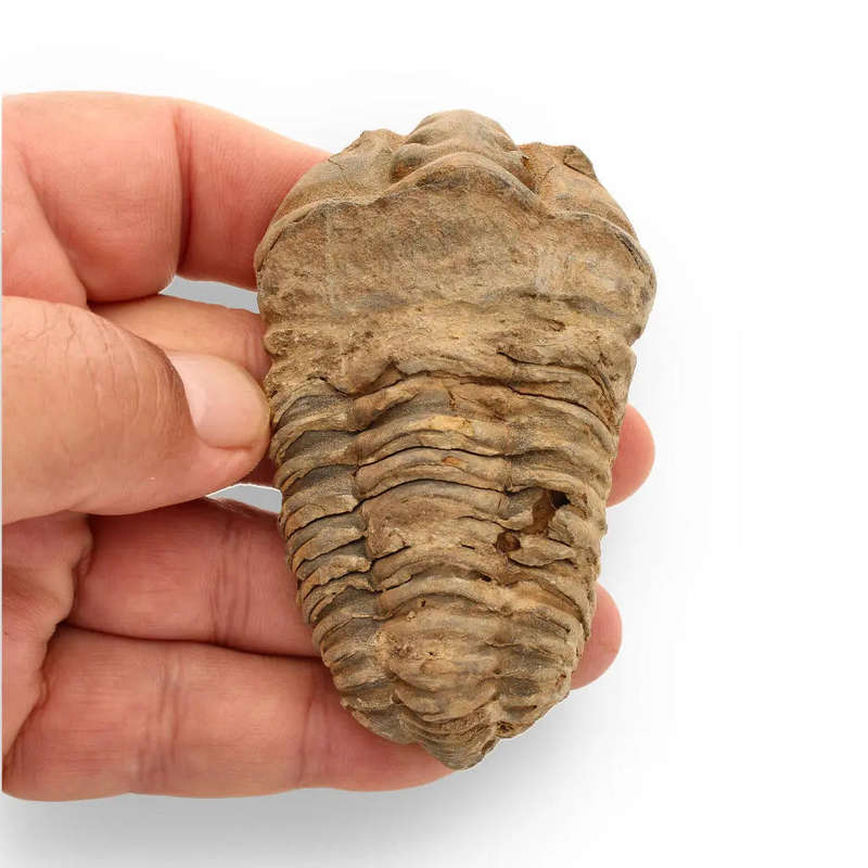 Calymene Trilobite Fossil  A Glimpse into Earth's Past