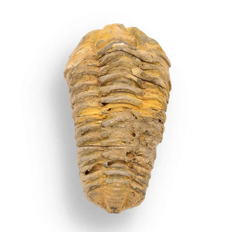 Calymene Trilobite Fossil  400 Million Years in the Making