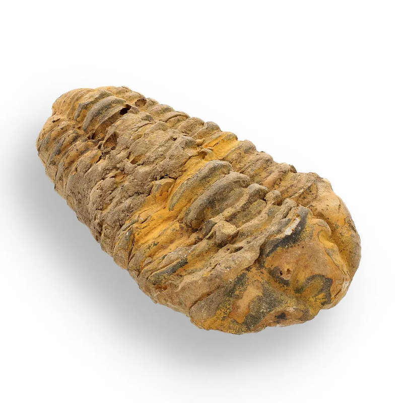 Calymene Trilobite Fossil  400 Million Years in the Making
