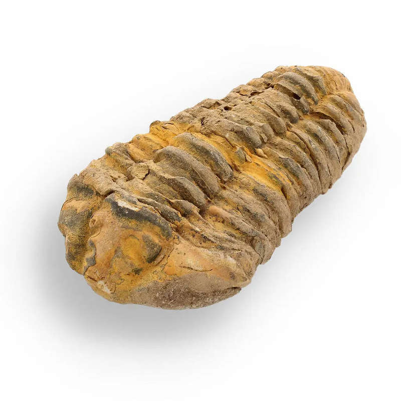 Calymene Trilobite Fossil  400 Million Years in the Making