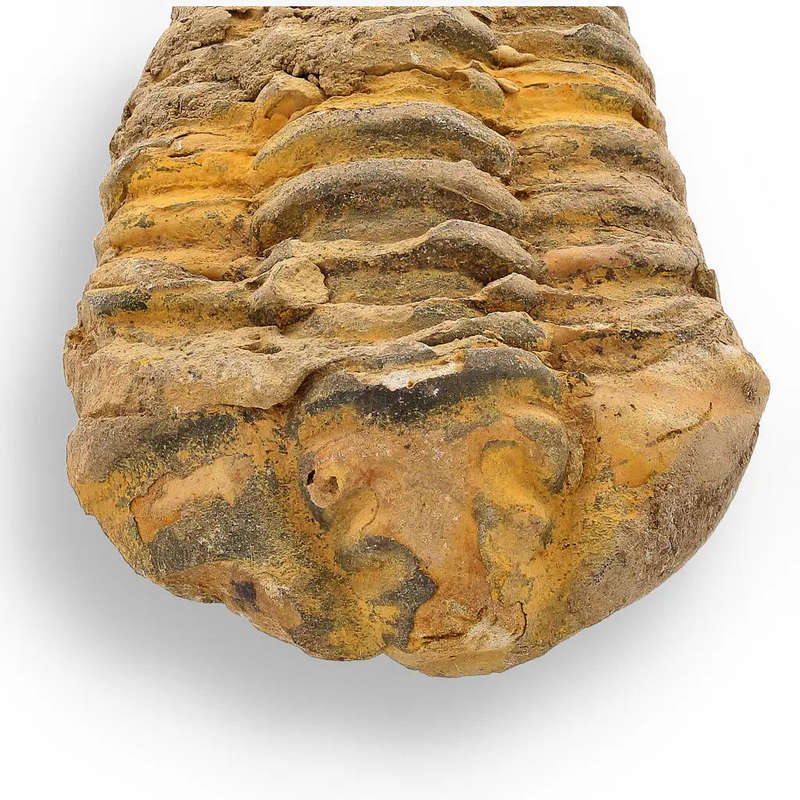 Calymene Trilobite Fossil  400 Million Years in the Making