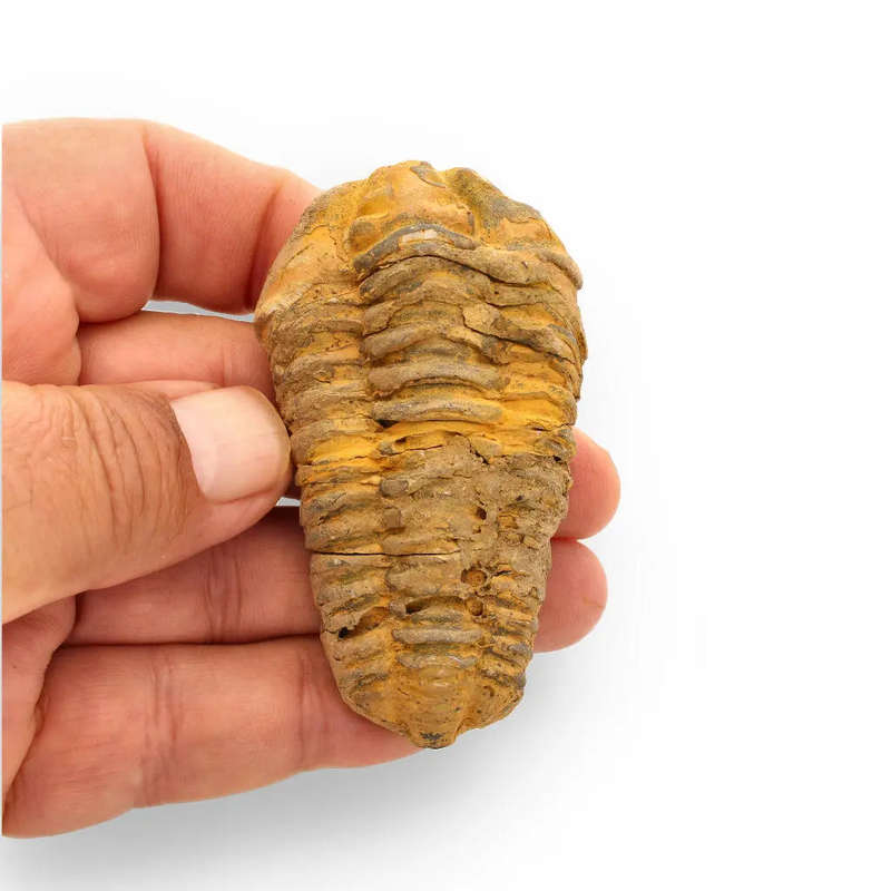 Calymene Trilobite Fossil  400 Million Years in the Making