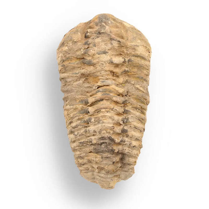 Calymene Trilobite Fossil  Ancient Life Captured in Rock