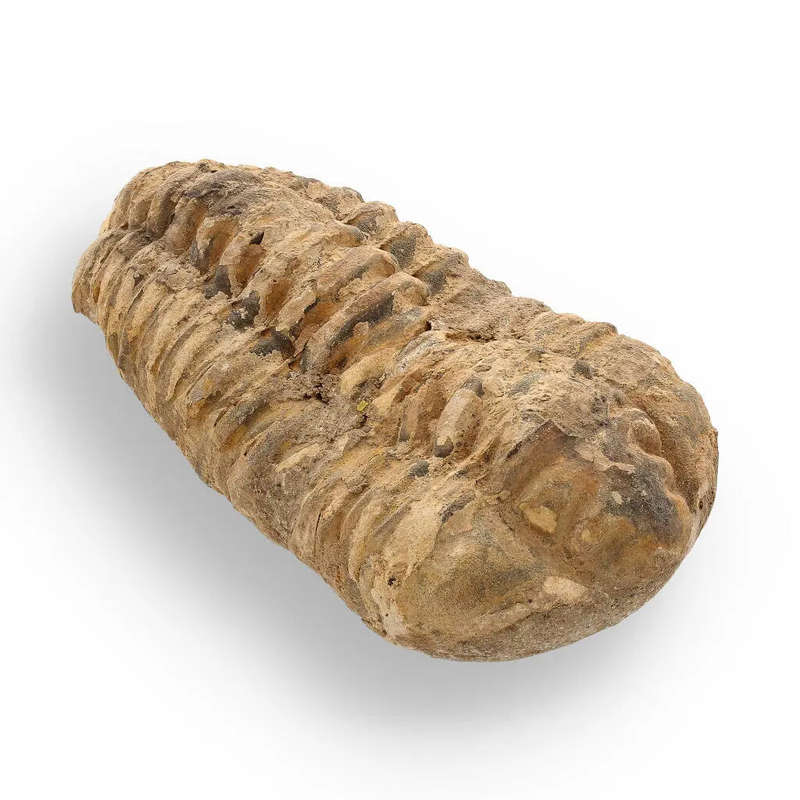Calymene Trilobite Fossil  Ancient Life Captured in Rock