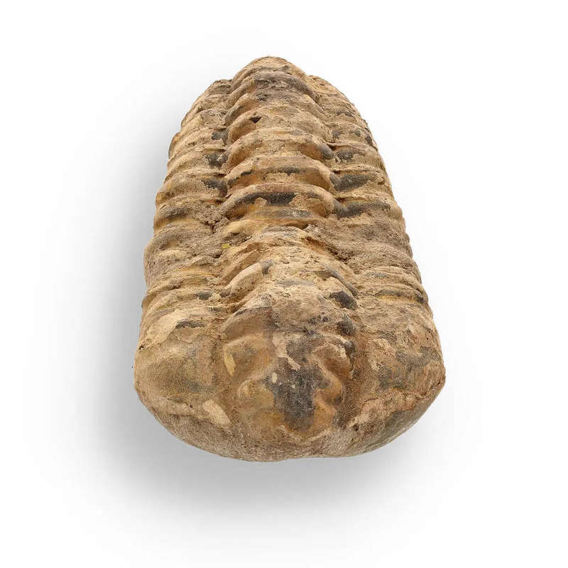 Calymene Trilobite Fossil  Ancient Life Captured in Rock