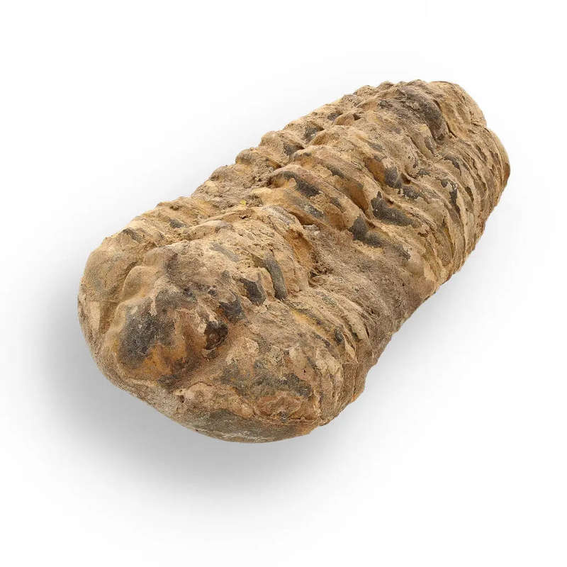 Calymene Trilobite Fossil  Ancient Life Captured in Rock