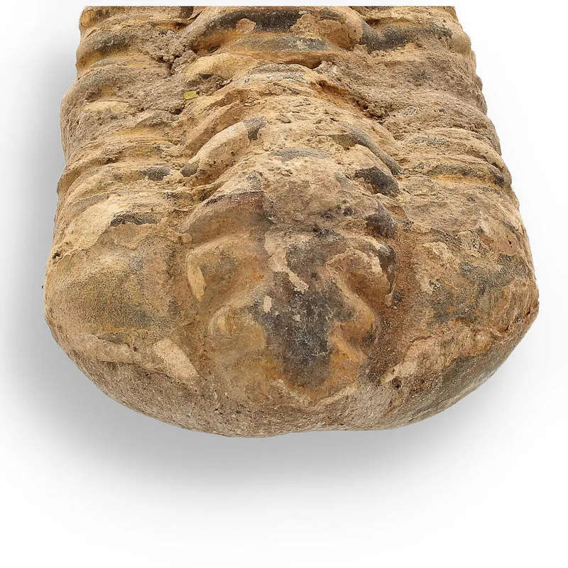 Calymene Trilobite Fossil  Ancient Life Captured in Rock