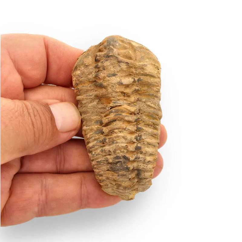 Calymene Trilobite Fossil  Ancient Life Captured in Rock