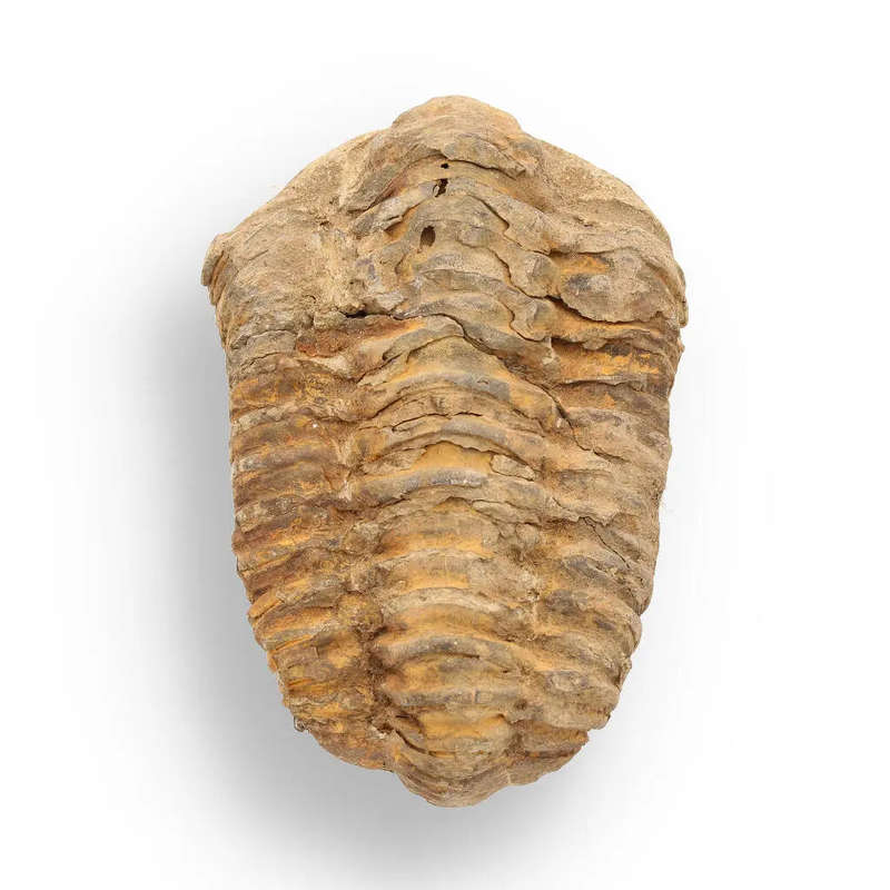 Calymene Trilobite Fossil  Unique Artifact from Morocco