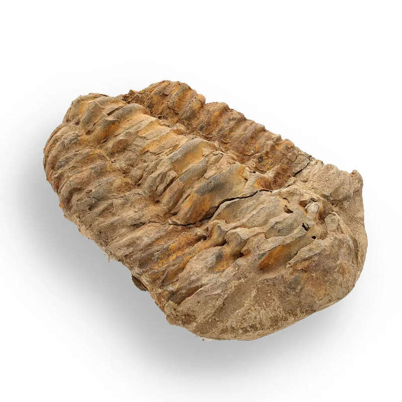 Calymene Trilobite Fossil  Unique Artifact from Morocco