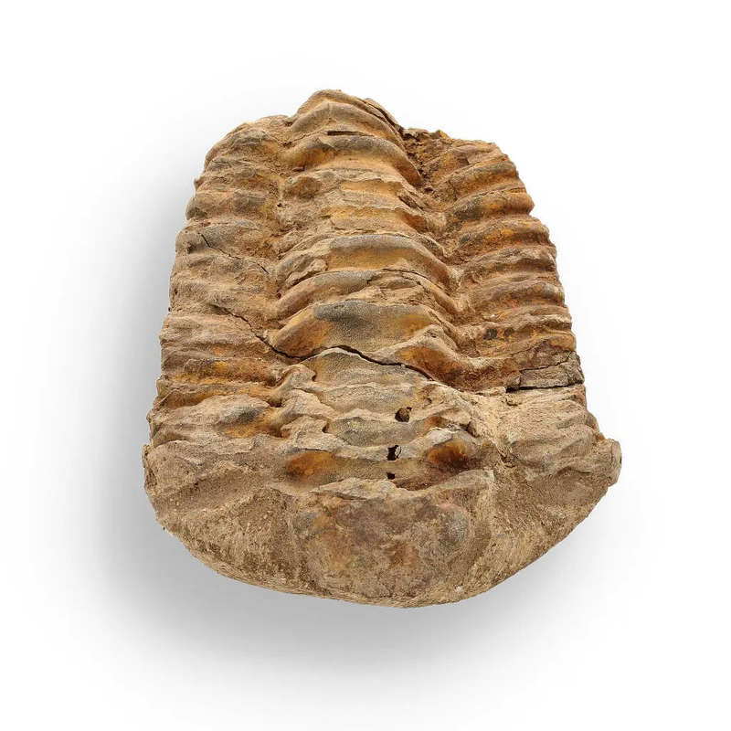 Calymene Trilobite Fossil  Unique Artifact from Morocco