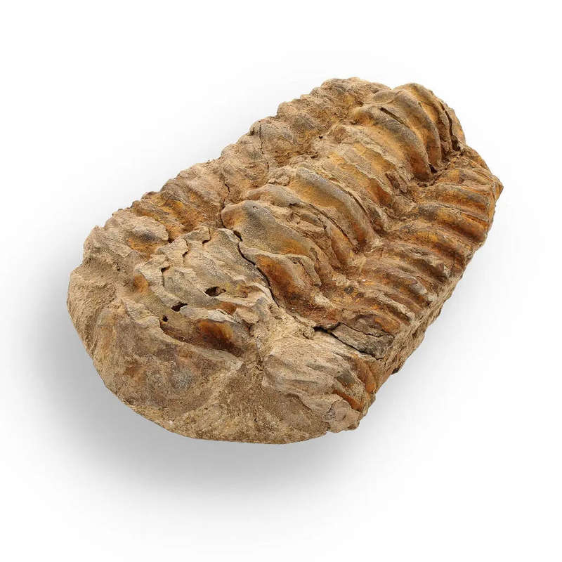 Calymene Trilobite Fossil  Unique Artifact from Morocco