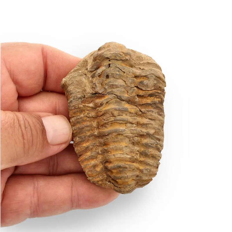 Calymene Trilobite Fossil  Unique Artifact from Morocco
