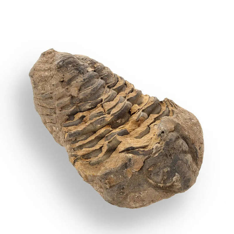 Calymene Trilobite Fossil  A Piece of Prehistoric History