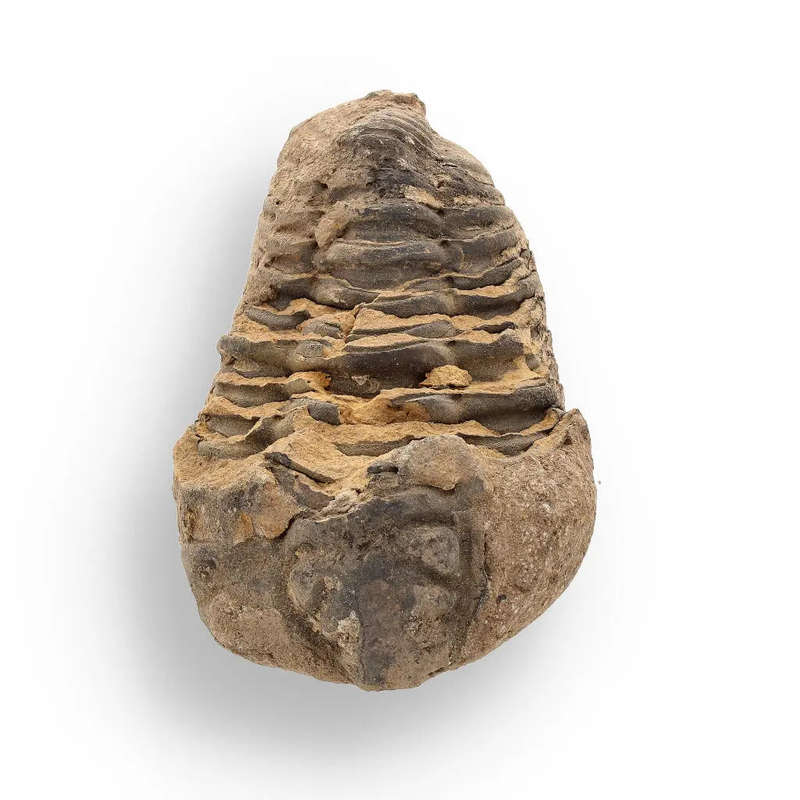Calymene Trilobite Fossil  A Piece of Prehistoric History