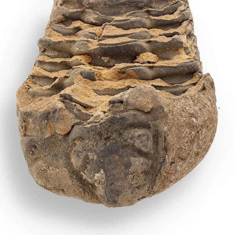 Calymene Trilobite Fossil  A Piece of Prehistoric History