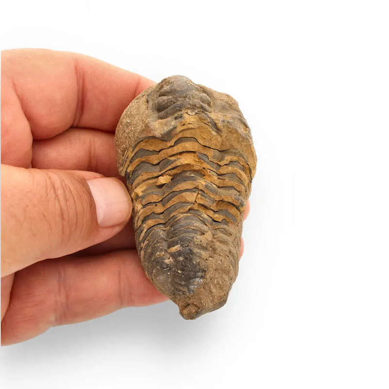 Calymene Trilobite Fossil  A Piece of Prehistoric History