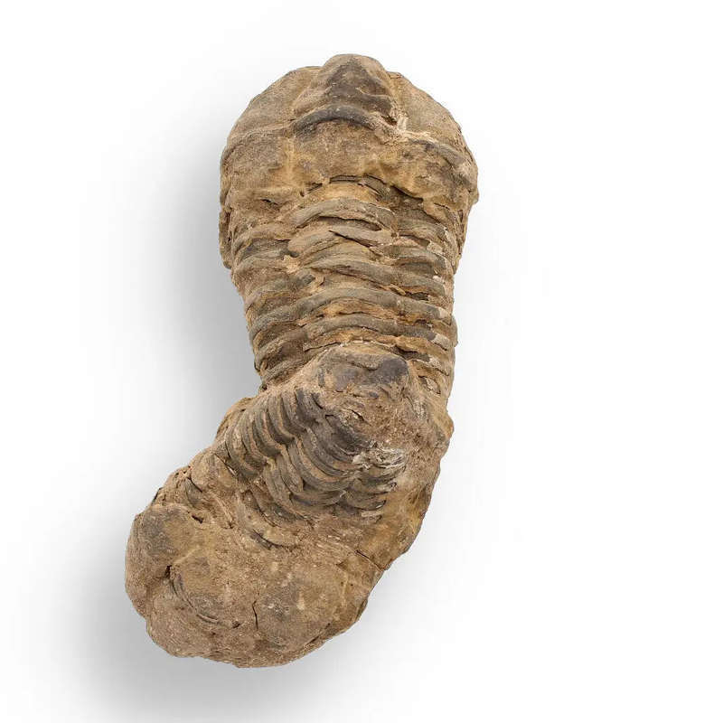 Calymene Trilobite Fossil  Fossilized Wonders from the Devonian