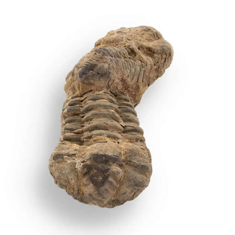 Calymene Trilobite Fossil  Fossilized Wonders from the Devonian
