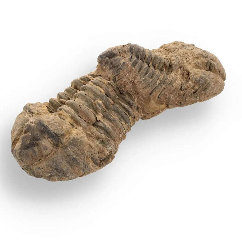 Calymene Trilobite Fossil  Fossilized Wonders from the Devonian