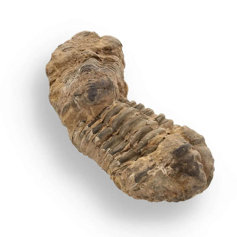 Calymene Trilobite Fossil  Fossilized Wonders from the Devonian