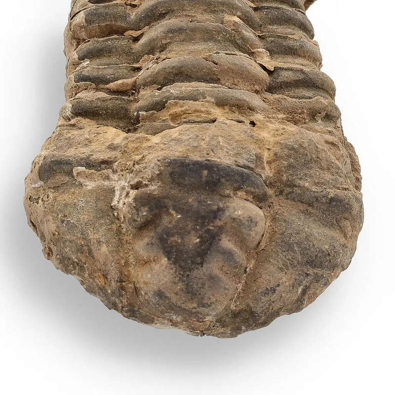 Calymene Trilobite Fossil  Fossilized Wonders from the Devonian