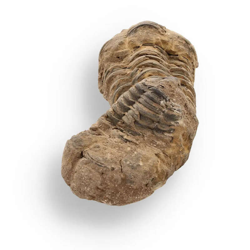 Calymene Trilobite Fossil  Fossilized Wonders from the Devonian