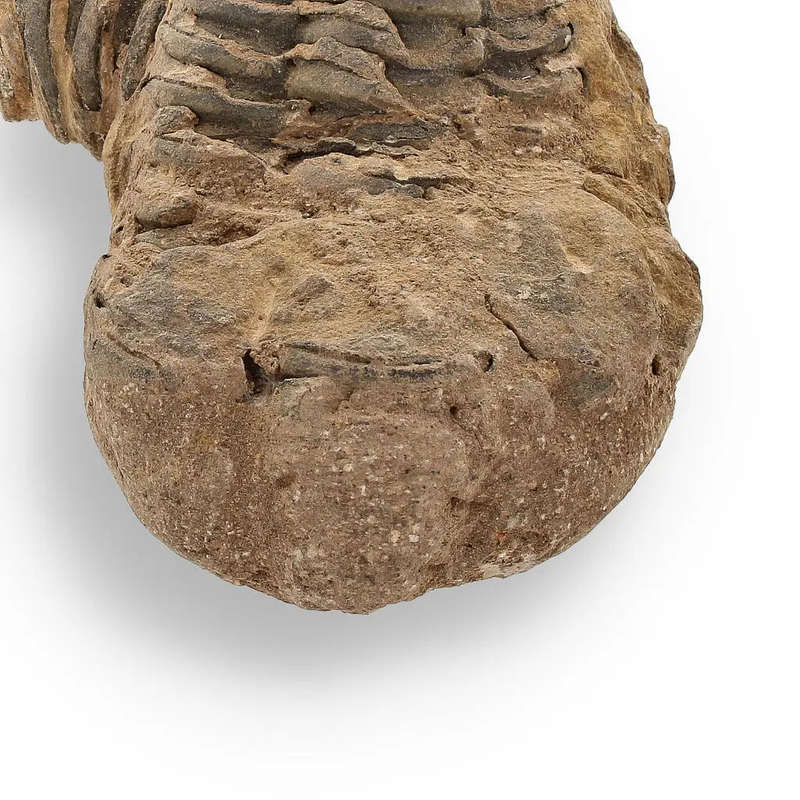 Calymene Trilobite Fossil  Fossilized Wonders from the Devonian
