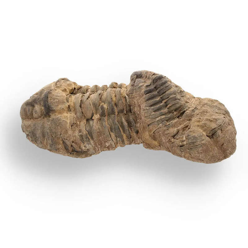 Calymene Trilobite Fossil  Fossilized Wonders from the Devonian