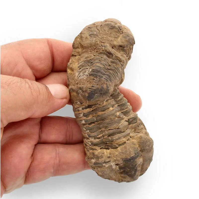 Calymene Trilobite Fossil  Fossilized Wonders from the Devonian