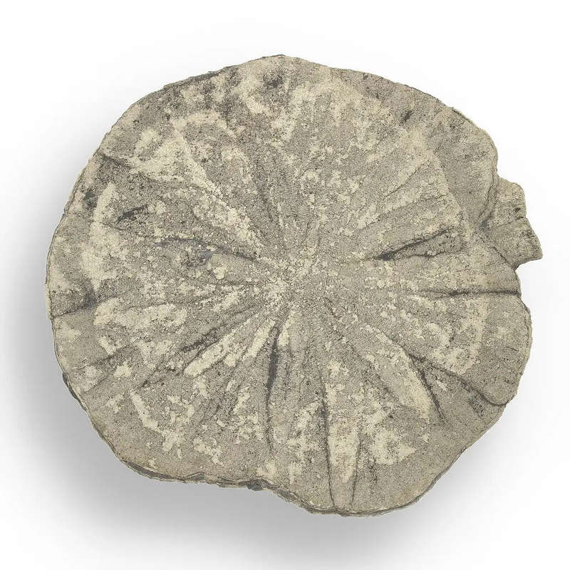 Pyrite Sun: Fascinating Illinois Find with Natural Beauty