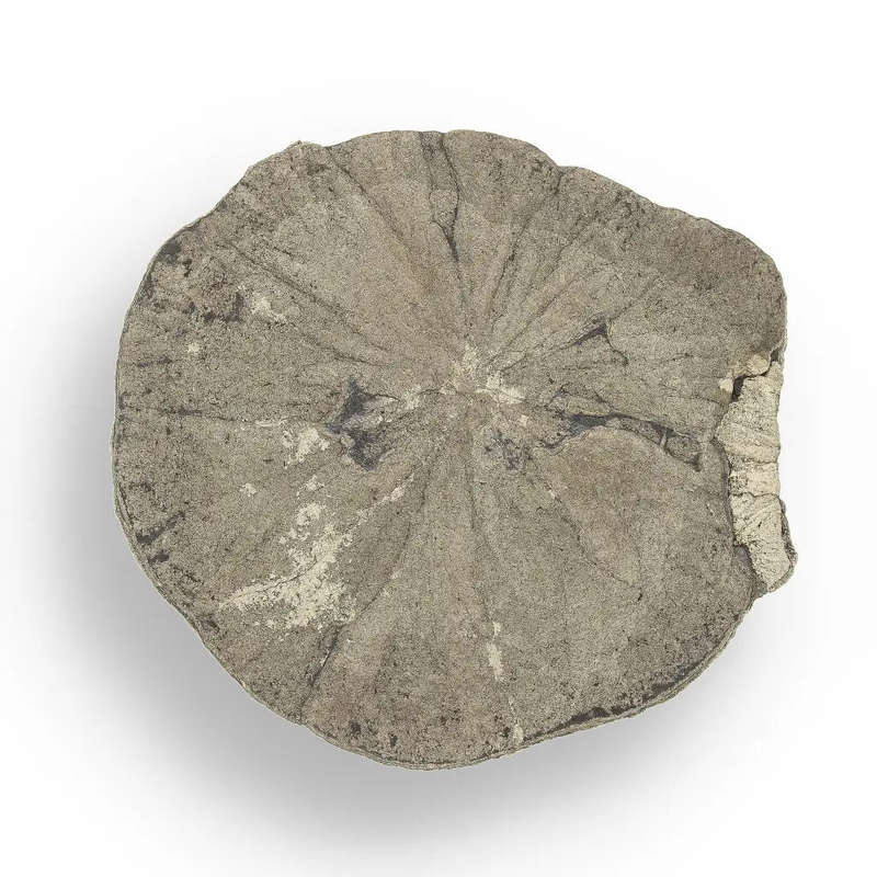 Pyrite Sun: Rare Illinois Mineral with Golden Brilliance