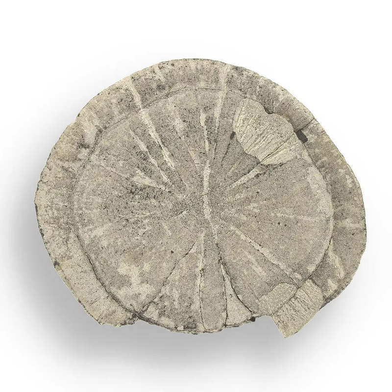 Pyrite Sun: Unique Crystal Formation from Illinois