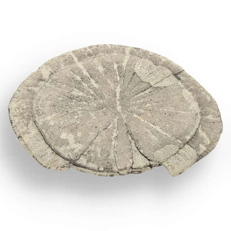 Pyrite Sun: Unique Crystal Formation from Illinois