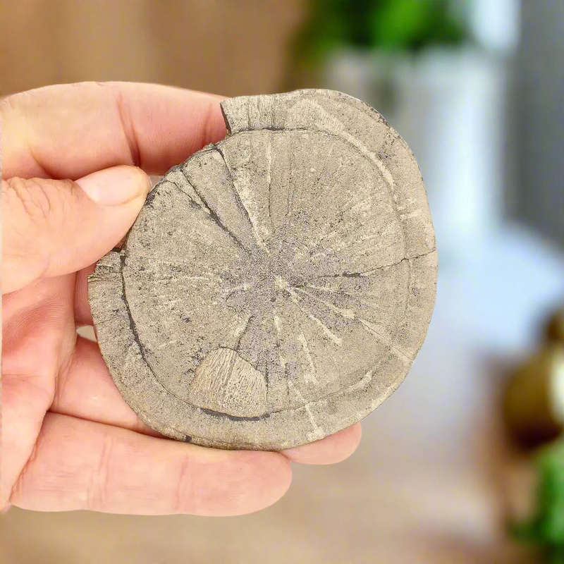 Pyrite Sun: Unique Crystal Formation from Illinois