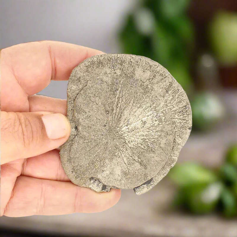 Pyrite Sun: Stunning Illinois Specimen with Radiant Luster