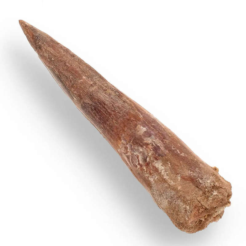 108mm Spinosaurus Tooth: Kem Kem, Morocco Fossil