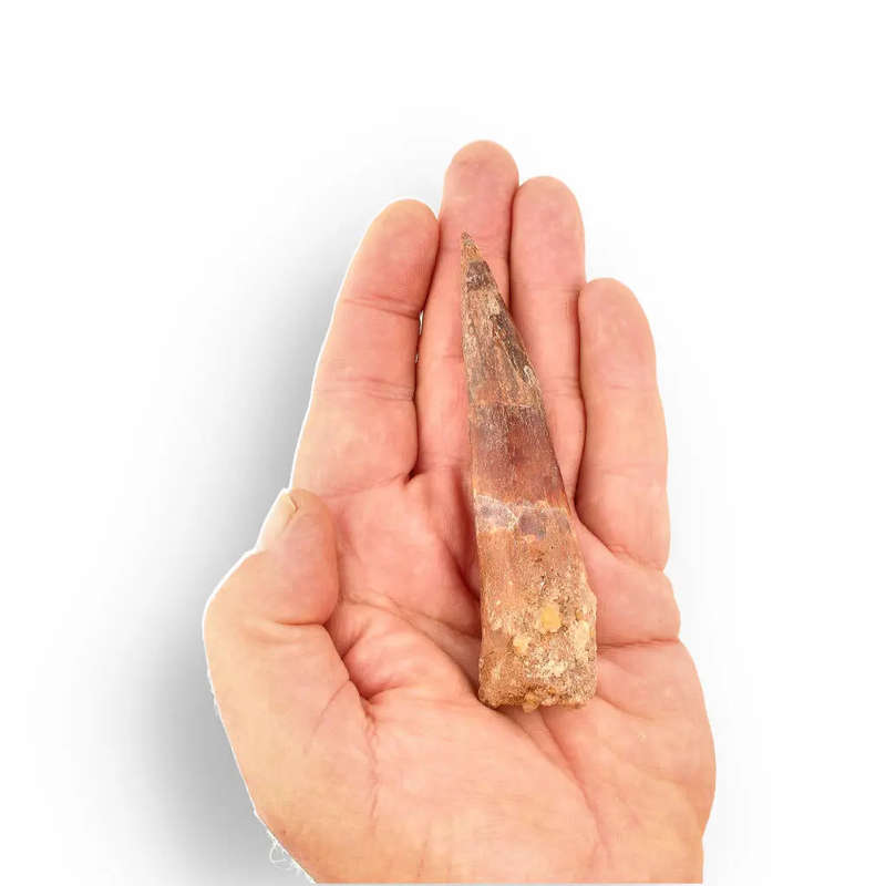108mm Spinosaurus Tooth: Kem Kem, Morocco Fossil