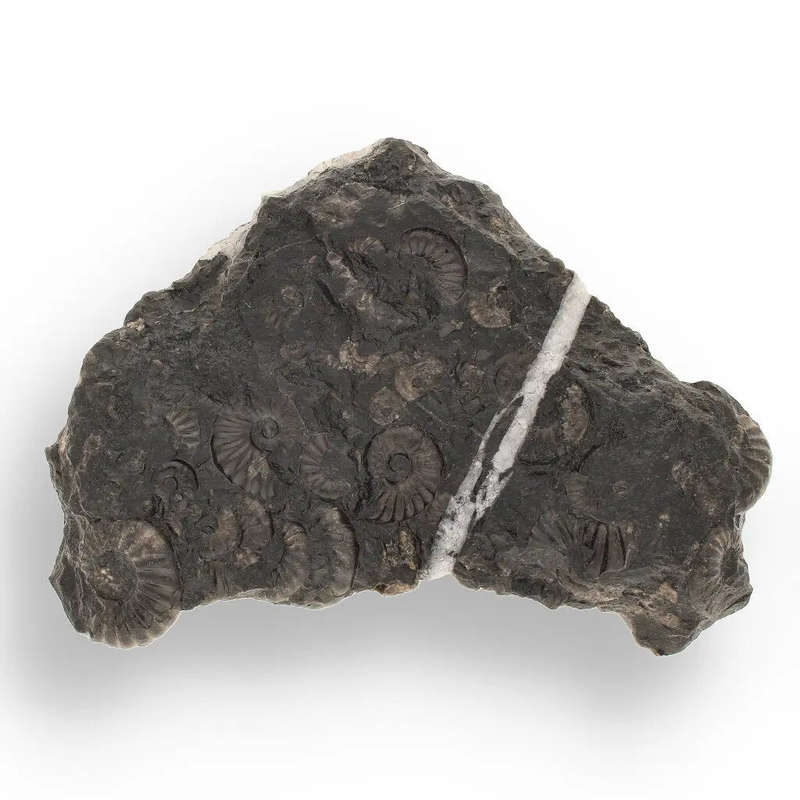 Rare Peruvian Ammonite Cluster - Jurassic Fossil