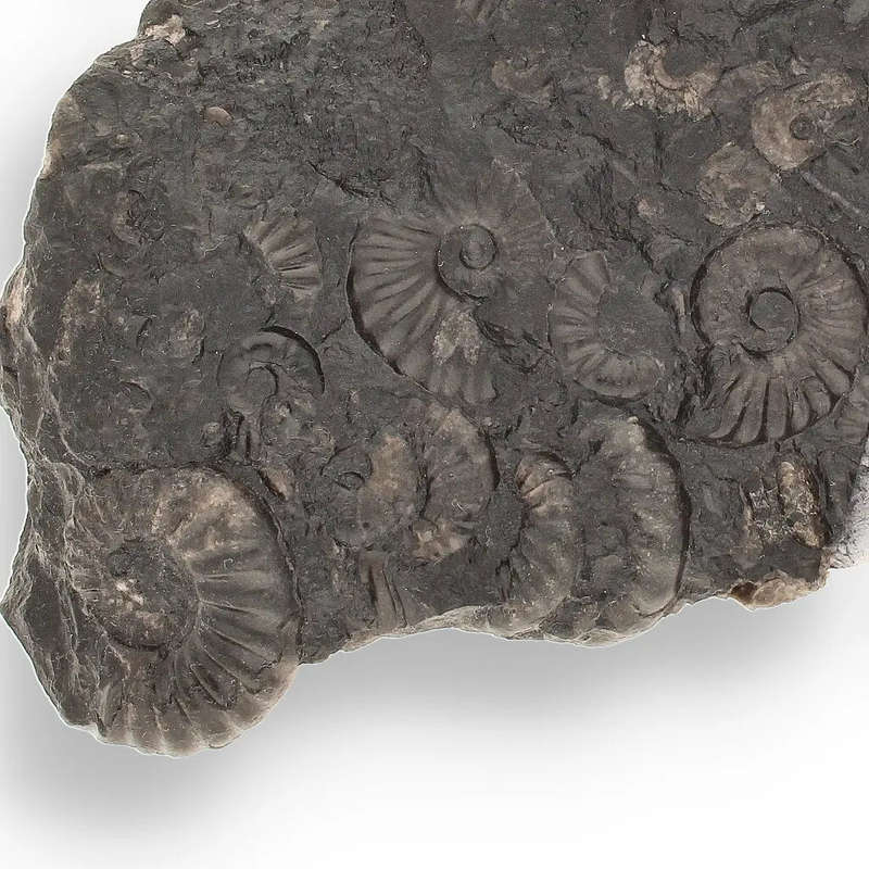 Rare Peruvian Ammonite Cluster - Jurassic Fossil